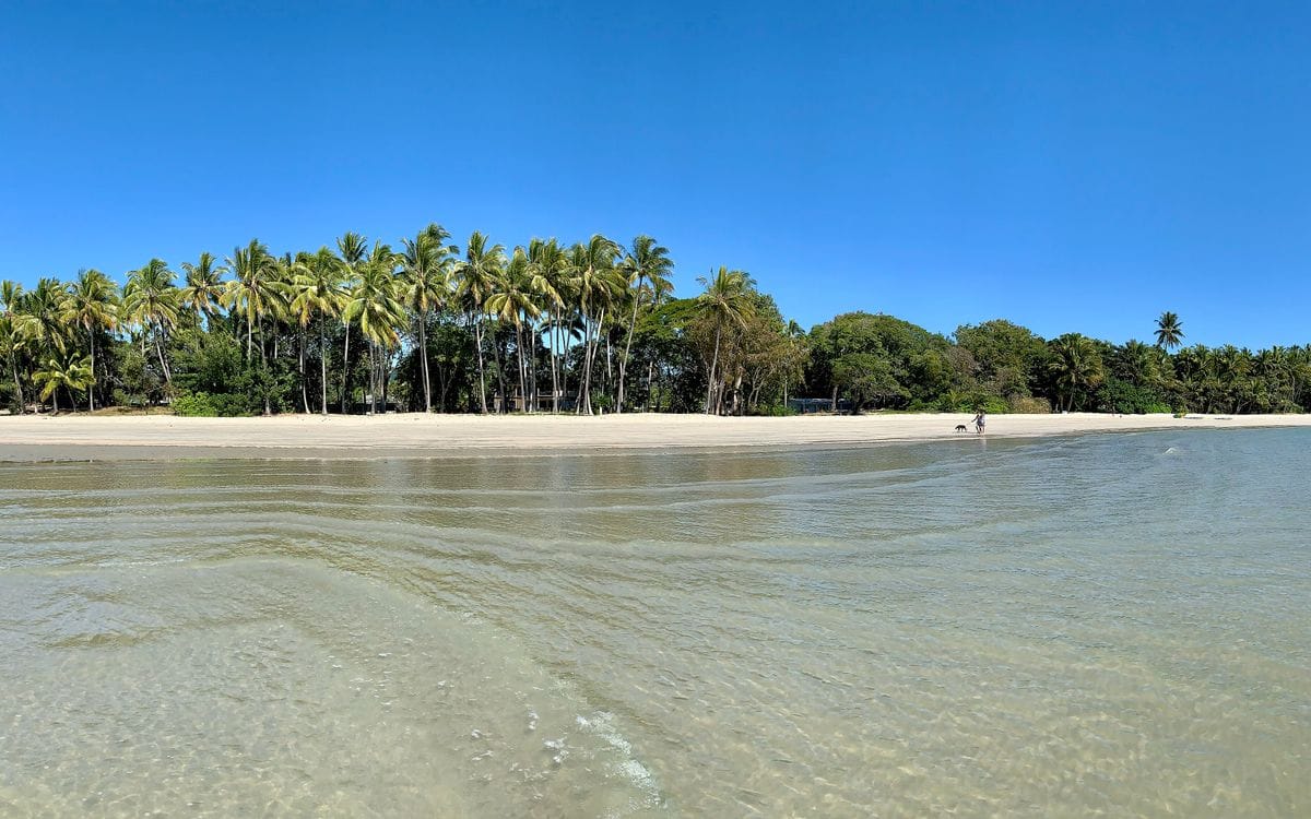 Palm trees lining the pale sand and shallow water of Four Mile Beach in Port Douglas